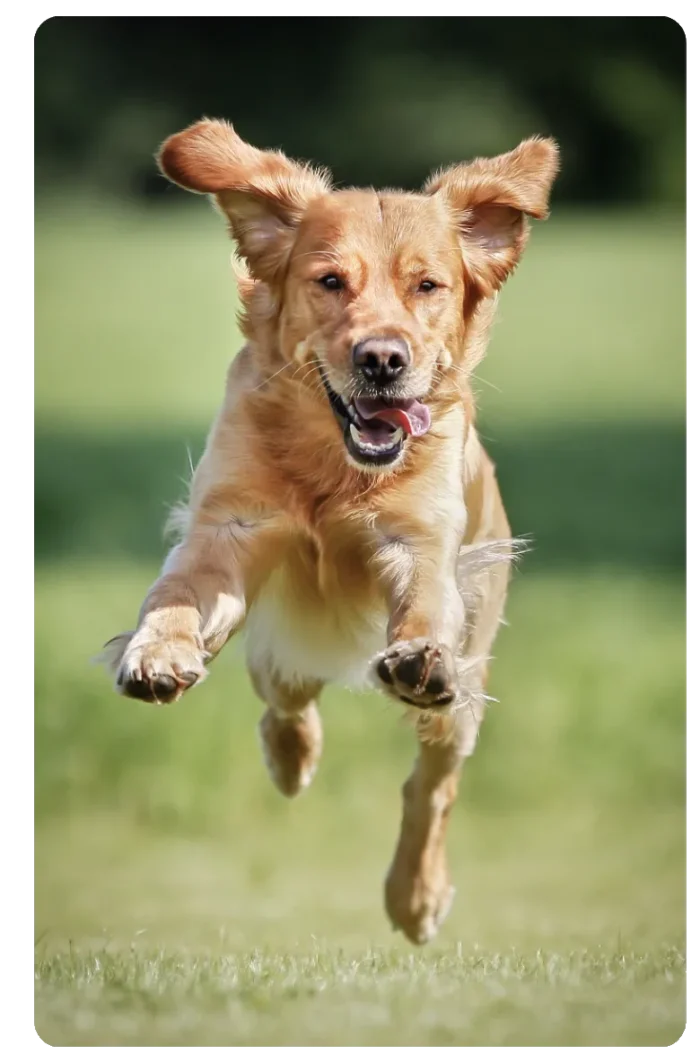 Hunde Willkommen