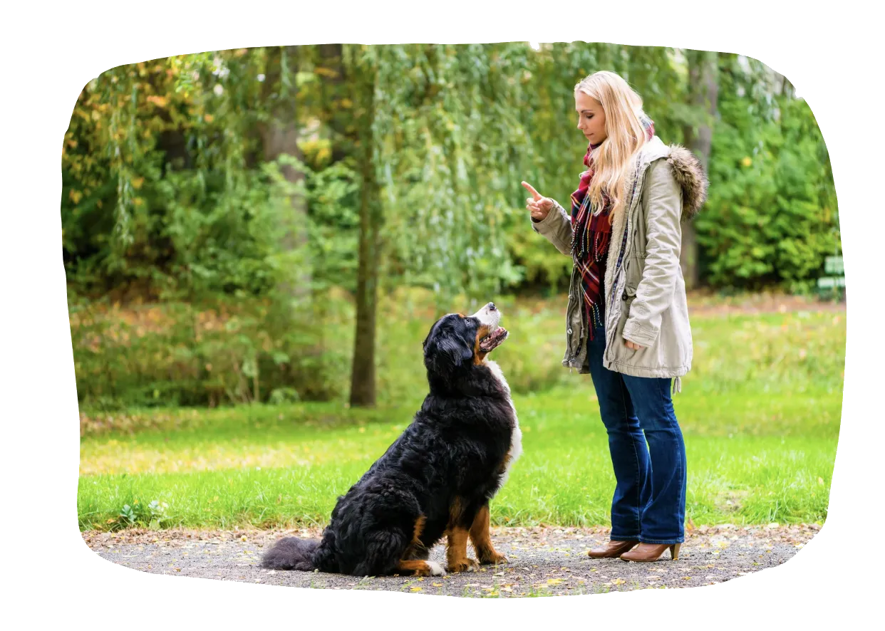 Hundetraining Lisi Neubacher